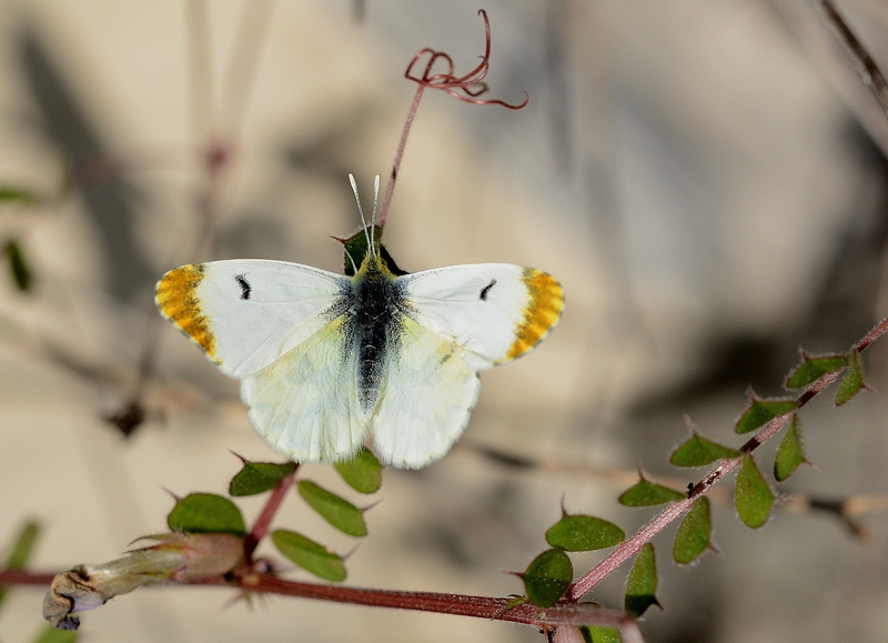 Anthocharis euphenoides